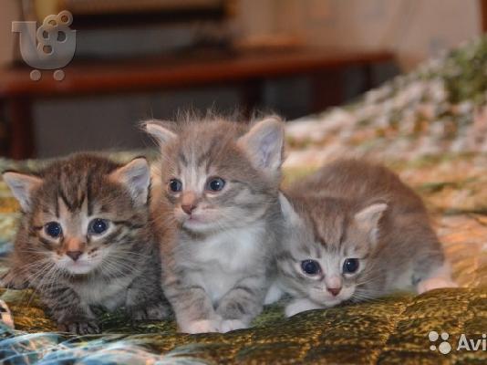 PoulaTo: Russian blue kitten for sale 90Euro
